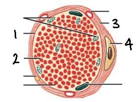 <p>What is structure #3?</p>