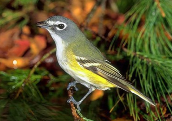 <p>Order: Passeriformes<br>Family: Vireonidae</p>