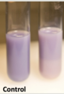 <p>Litmus Result </p>
