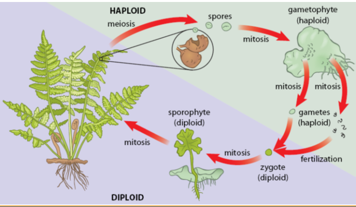 <p><strong>diploid </strong>generation of a plant = <strong>sporophyte </strong>(spore-making body)</p><p>meiosis → sporophyte produces a <strong>haploid </strong>spore → grows into a plant body called <strong>gametophyte </strong>(gamete-making body)</p><p>gametophytes = produce male and female <strong>gametes </strong>→ <strong>fuse </strong>to make a <strong>sporophyte</strong></p>
