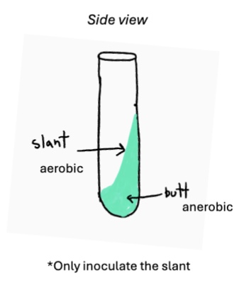 <p>What 2 results indicate a positive citrate test? What does it tell you about the organism?</p>