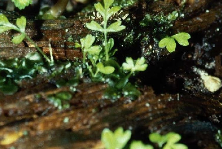 young sporophytes