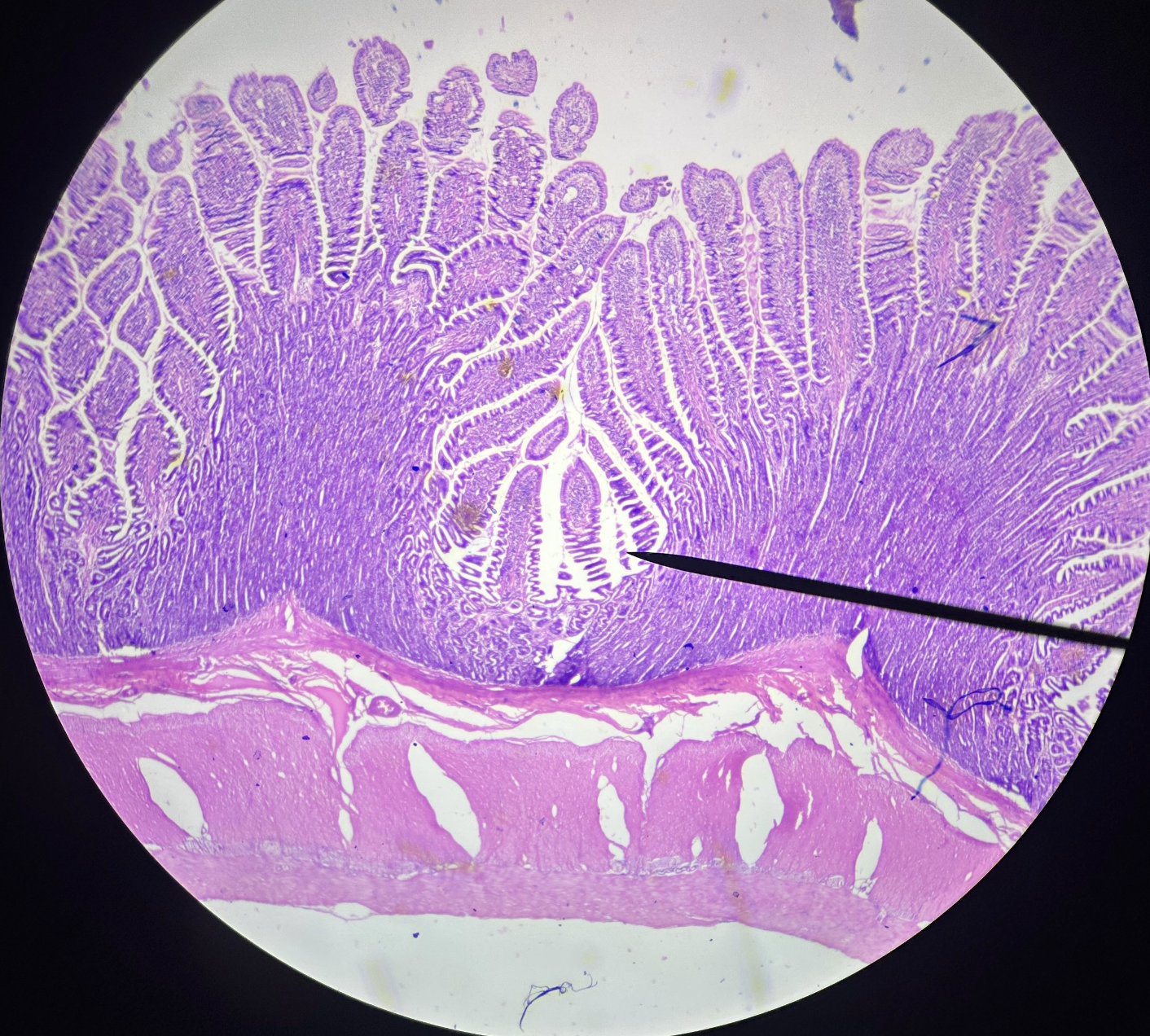 <p>Identify this organ</p>