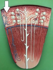 <p>Identify these blood vessels.</p>