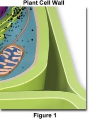<p>carbohydrate component of plant cell walls</p>