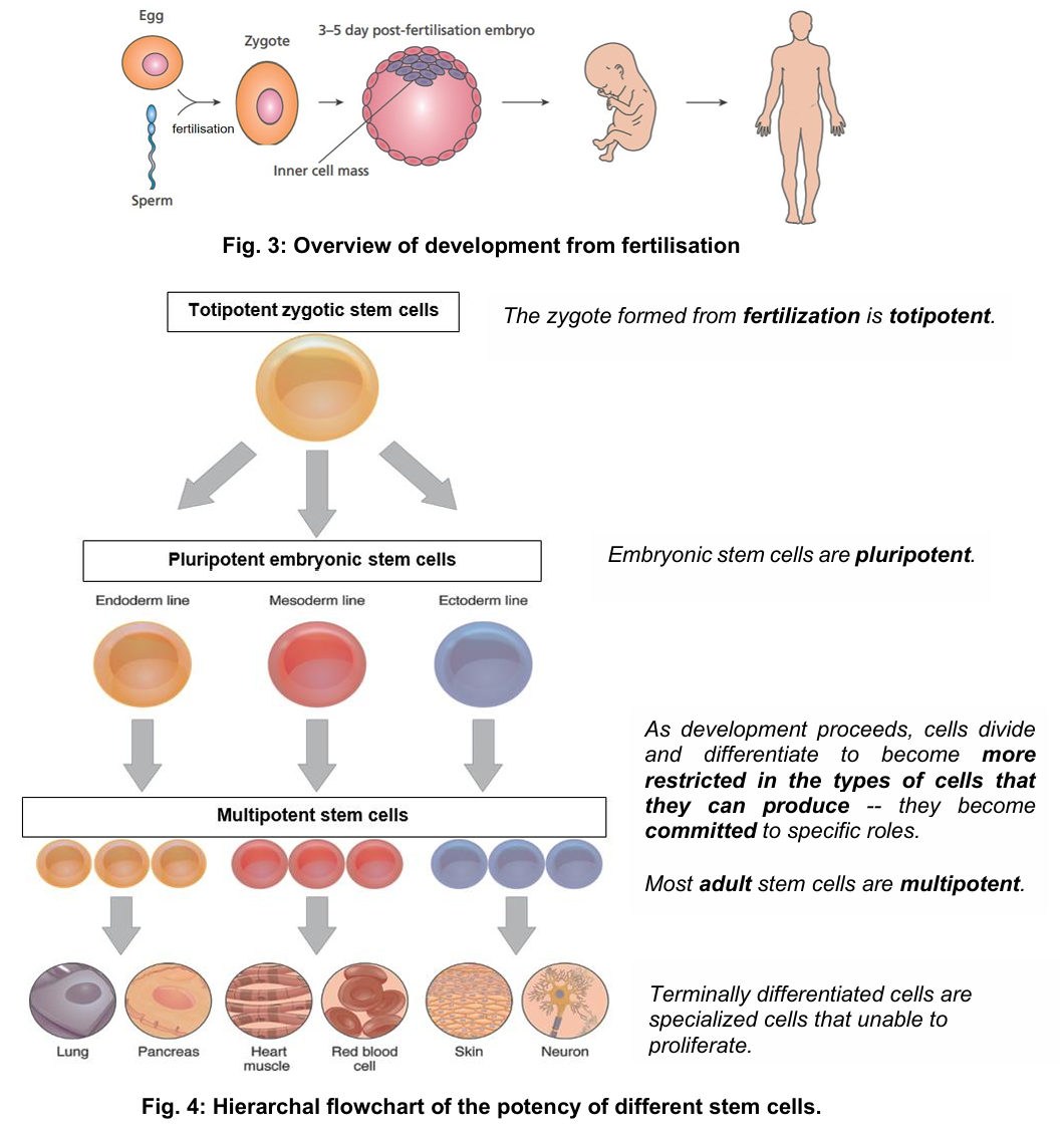 <p><strong>stem cells can be classified based on their potential to give rise to different cells</strong> </p><ul><li><p>all cells in the body arise from the single-cell zygote formed after fertilisation</p></li><li><p>potency: totipotent, pluripotent and multipotent </p></li></ul><p></p>
