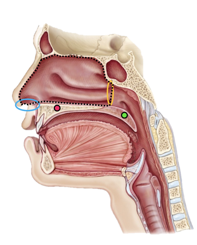 <p>External Nares (nostrils)</p>