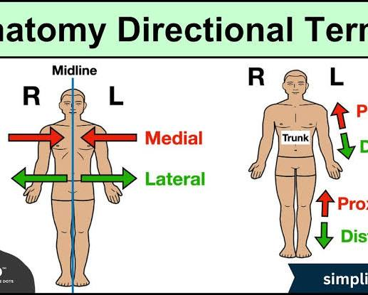 <p>Located toward the midline of the body. Opposite of lateral. —→I←—</p>