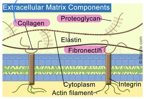 <ul><li><p>animal cells lack cell walls but are covered by elaborate ECM</p></li><li><p>made up of glycoproteins (collagen, proteoglycans, fibronectin)</p></li><li><p>ECM proteins bind to cell-surface receptor proteins in PM called integrins (membrane proteins with two subunits)</p></li></ul><p></p>