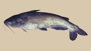 <p>Largest species. Anal fin has a straight fin unlike other species in genus. Forked tail. No spots. </p>
