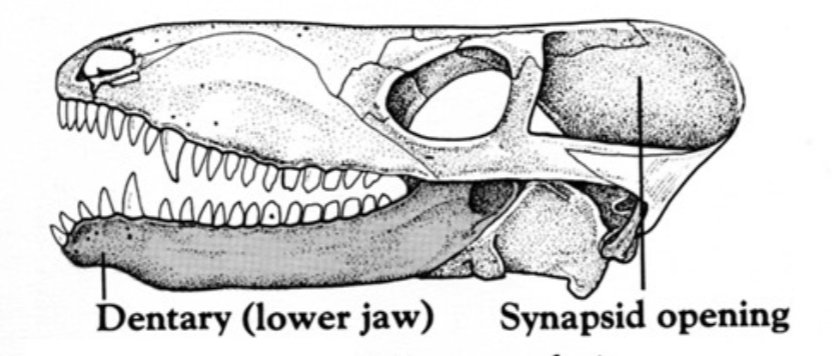 <p>NODE</p>