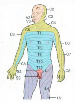 <p>Areas of the body associated with particular spinal nerves.</p>