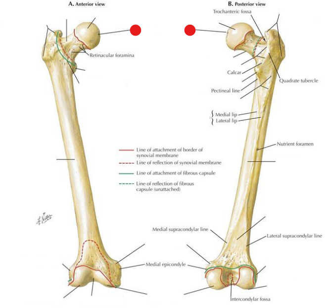 <p>Identify the structure pinned</p>