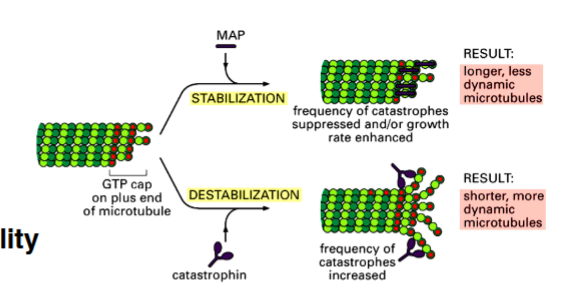 <p><span style="background-color: transparent;"><strong>Capping / Nucleating Proteins</strong></span></p>