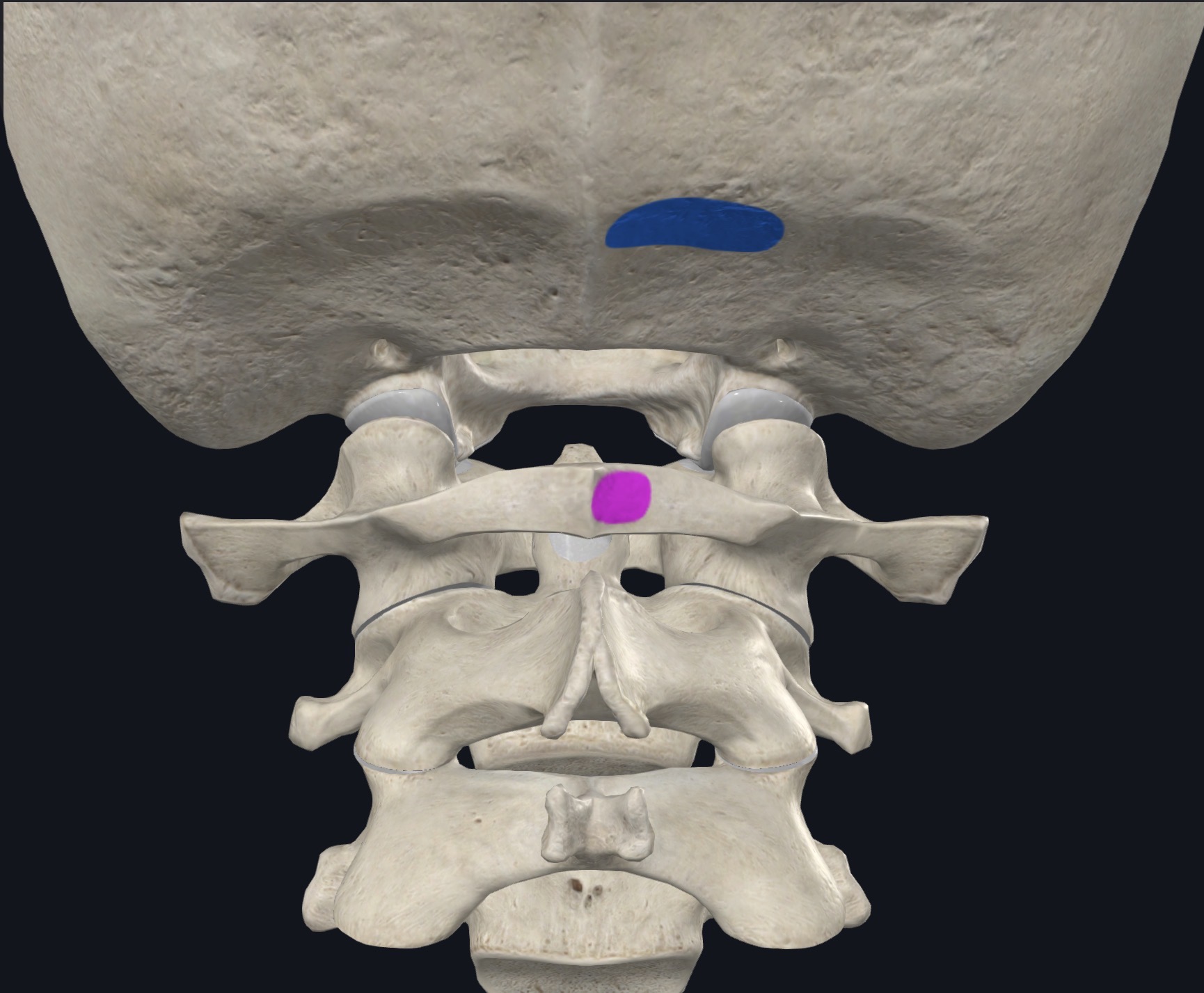 <p>Posterior tubercule of atlas (C1)</p>