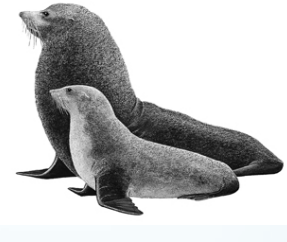 <p>Order Carnivora</p><p>Suborder Pinnipedia</p><p>Family Otariidae</p><p>Subfamily Artocephalinae</p><p><em>Arctocephalus townsendi</em></p><p>aka</p><p>fun fact(s)</p><p>IUCN</p>