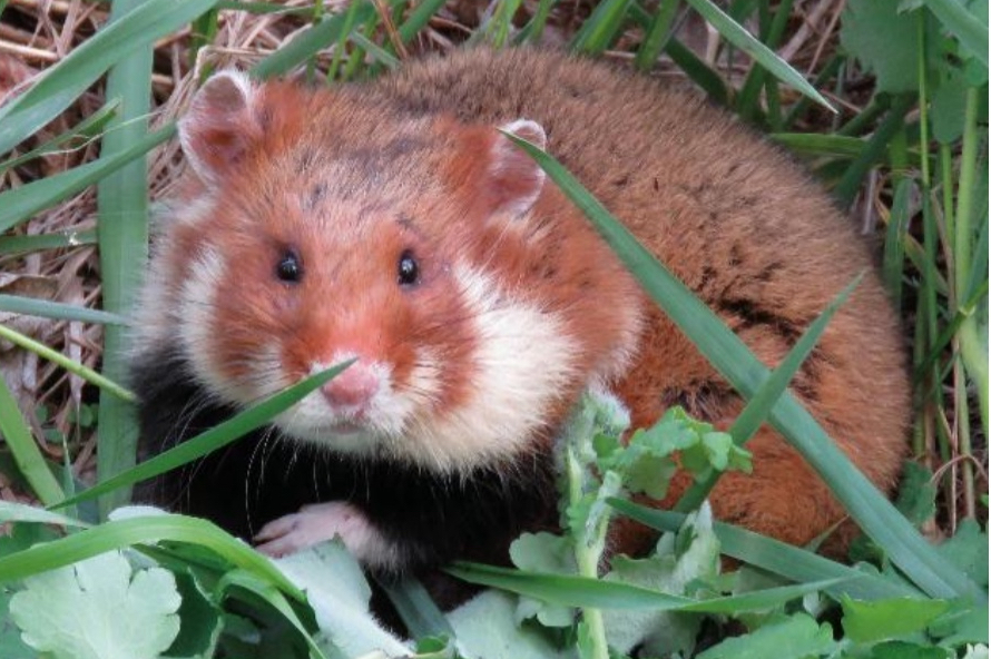 <p><span style="color: blue;">The “New-world mice &amp; rats” belong to what Family: ?</span></p>