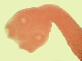 <p>What is this?</p>