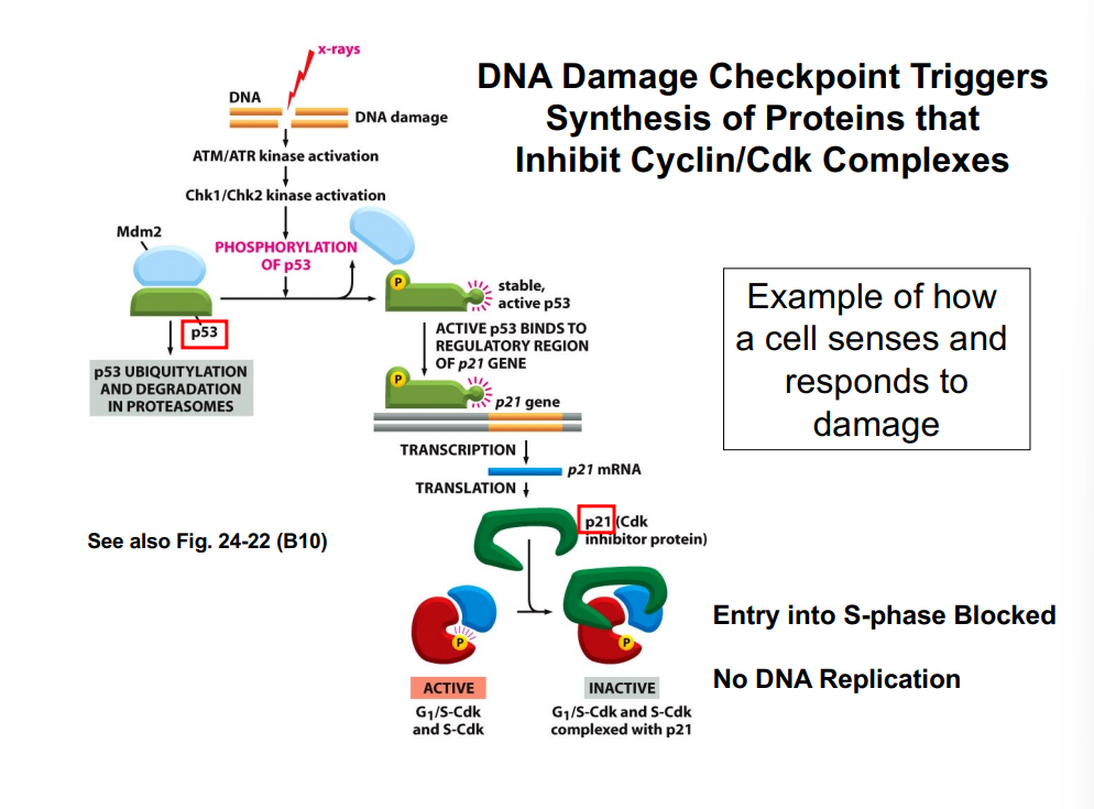 <p><span style="background-color: transparent;">&nbsp;</span></p><p><span style="background-color: transparent;"><strong>DNA Damage Checkpoint: p53 and p21</strong></span></p>