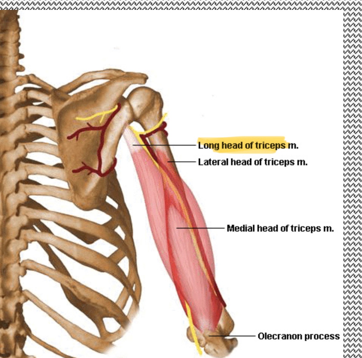 <p>Pinky side, medial</p>