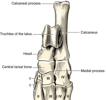 <p>Short bone in the proximal row of the tarsus</p>