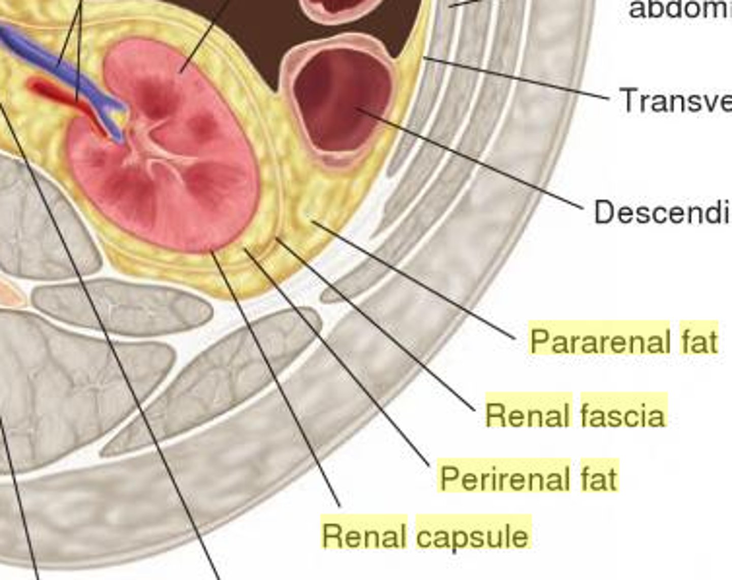 <p>what does the perinephric fat of the kidney surround?</p>