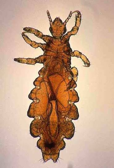 <p>Identify</p>