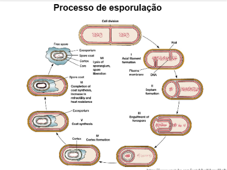 <p>por invaginação da membrana plasmática→ fissão→ maturação→ libertação</p>