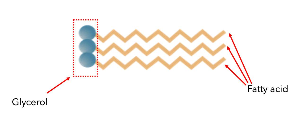 <ul><li><p>they are hydrophobic </p></li><li><p><span>They are made up of a molecule of glycerol which contains three attachment sites for fatty acids</span></p></li><li><p><span>Three fatty acids can attach to a glycerol backbone, making a triglyceride.</span></p></li><li><p><span>Although this image shows that the fatty acids are all the same length, they can be different lengths. Each bend of the fatty acid represents a carbon. The fatty acids shown here are 12 carbons in length. Most fatty acids are between 12 - 20 carbons in length.</span></p></li></ul><p></p>