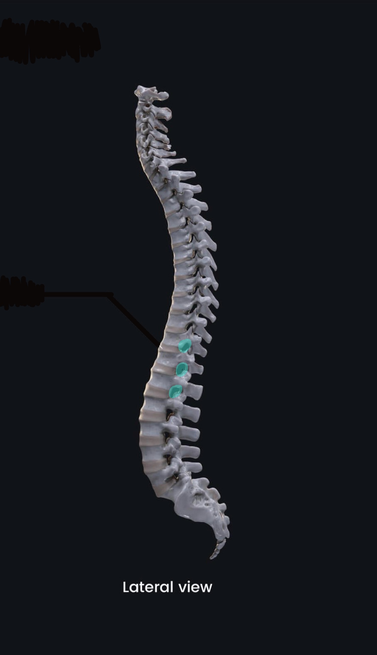 <p>what is the highlighted bony landmark</p>