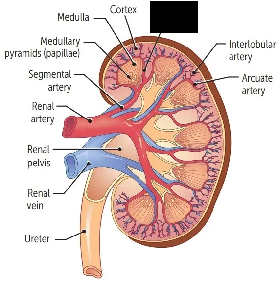 <p><span style="background-color: transparent;">Arteries that branch off from segmental arteries. They flow through the renal columns and branch to form arcuate arteries.</span></p>
