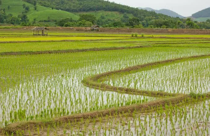 <p>paddy/ rice field</p>
