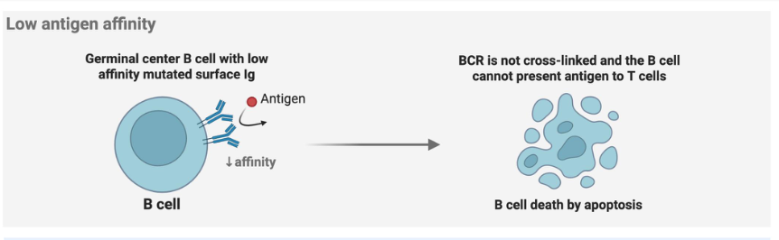 <p>Germinal center B cell with low affinity mutated surface Ig </p><ul><li><p>BCR is not cross-linked and the B cell cannot present Ag to T cells </p></li></ul><p></p>