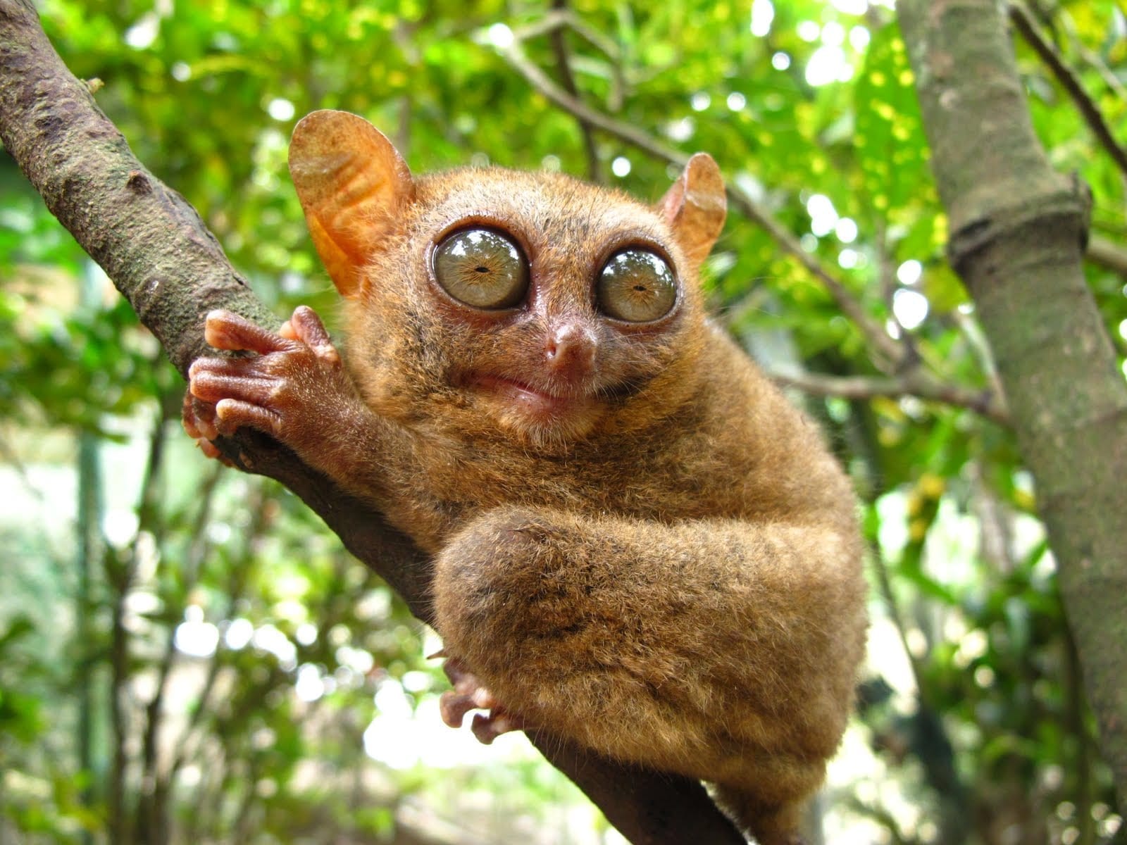 <p>Common Name: Tarsier </p><p>Suborder: Haplorhini</p><p>Order: Primates </p><p>Family: Tarsiidae </p>
