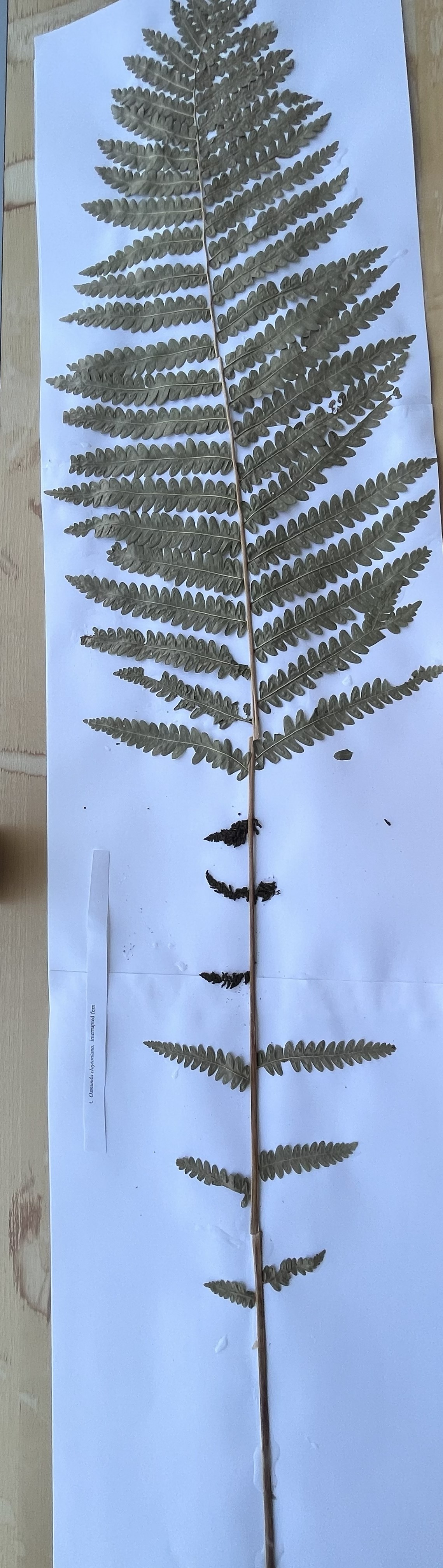 knowt flashcard image