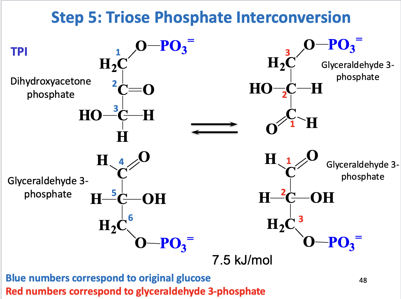<ul><li><p><strong>Enzyme:</strong> Triose phosphate isomerase (TPI)</p></li><li><p><strong>Reaction:</strong> DHAP <span data-name="left_right_arrow" data-type="emoji">↔</span> GAP</p></li><li><p><strong>Significance:</strong> Only <strong>GAP</strong> continues in glycolysis</p></li><li><p><strong>Thermodynamics:</strong> Reversible, driven forward by <strong>low GAP concentration</strong></p></li><li><p><strong>Purpose:</strong> Completes preparatory phase</p></li></ul><p></p>