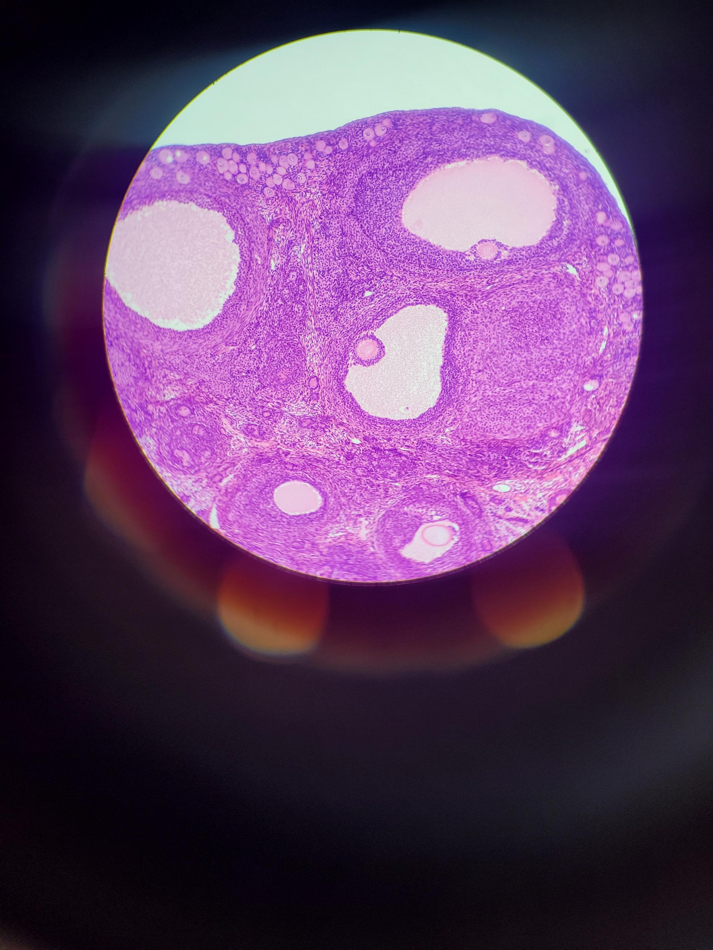 <p>What is this tissue? What’s its function</p>