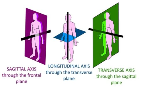 <p>What is the axis for the transverse plane</p>