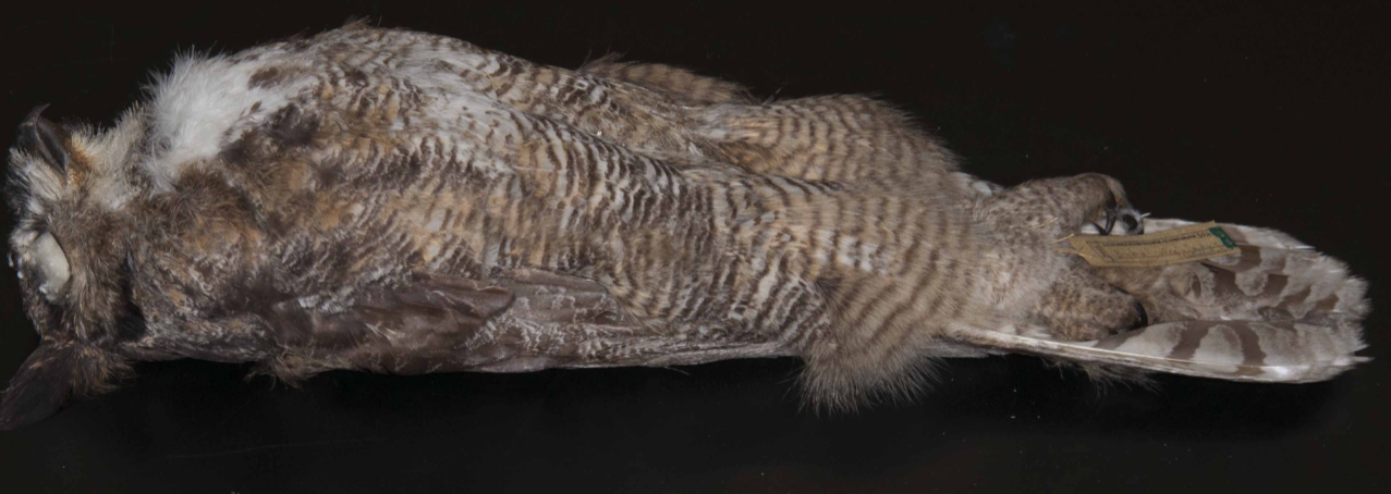 <p>Great Horned Owl</p>