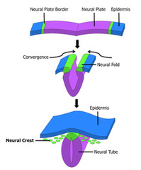 <p>A band of cells along the border where the neural tube pinches off from the ectoderm</p>