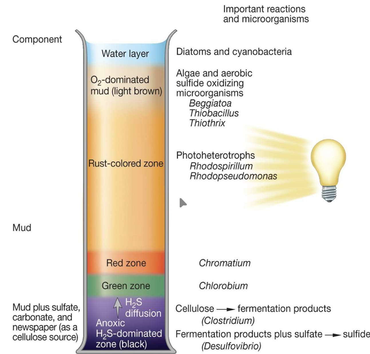 <p>demonstrate diversity of microbial metabolisms with different colors representing different products from different metabolisms </p>