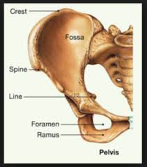 <p>arm-like bar of a bone</p>