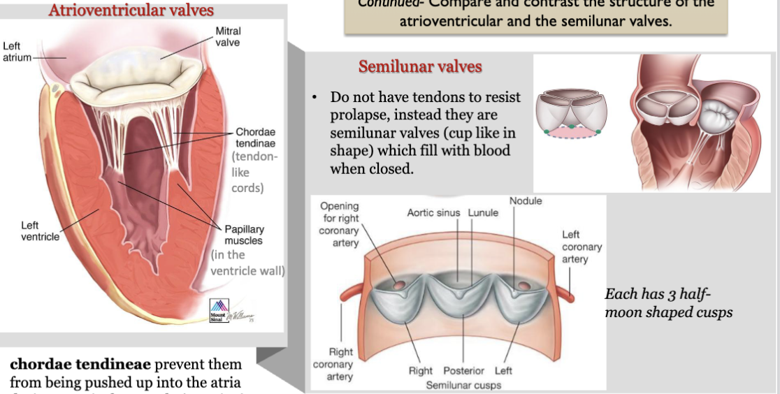 <p>AV valves: chordae tendineae prevent them from being pushed up into the atria during ventricular systole (eversion)</p><p>SL valves: do not have tendons to resist prolapse, instead they are SL valves (cup shape) which fill with blood when closed (each has 3 half moon shaped cusps)</p><p>pulmonary valve: it has 3 flaps/cusps that open and close to control blood flow (gooch and thighs), mediates flow between the right ventricle and pulmonary artery</p>