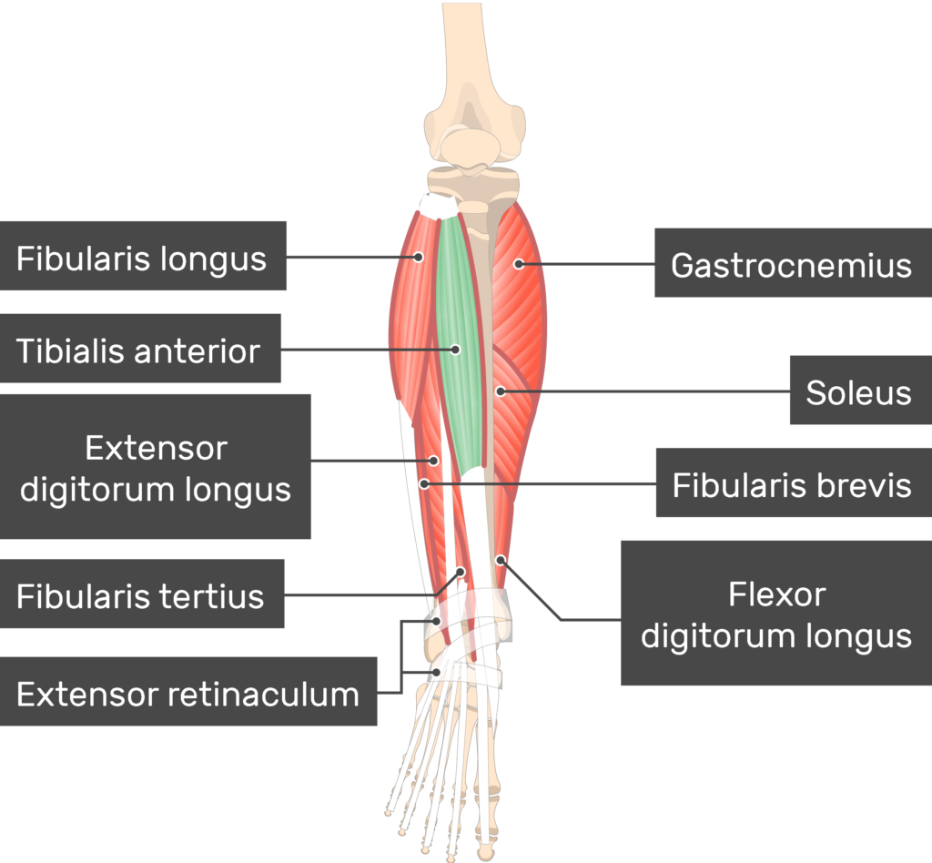 <p>Lateral surface of tibia and adjacent interosseous membrane</p>