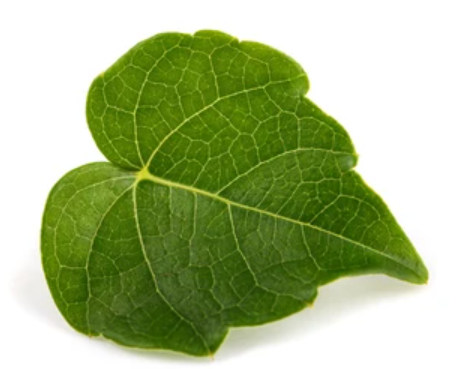 <p>Parthenocissus</p>