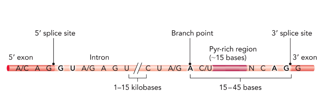 <p>GU / A / AG </p>