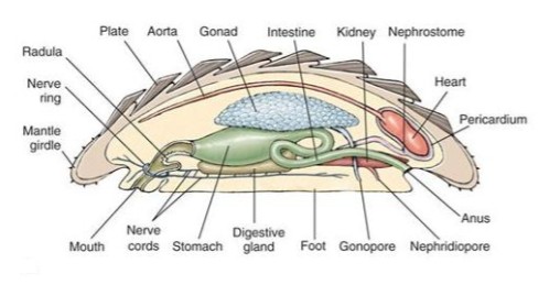 <p>like general mollusk but with no head, ctenidium are a ring around the foot, 8 plates (valves) instead of a shell</p>