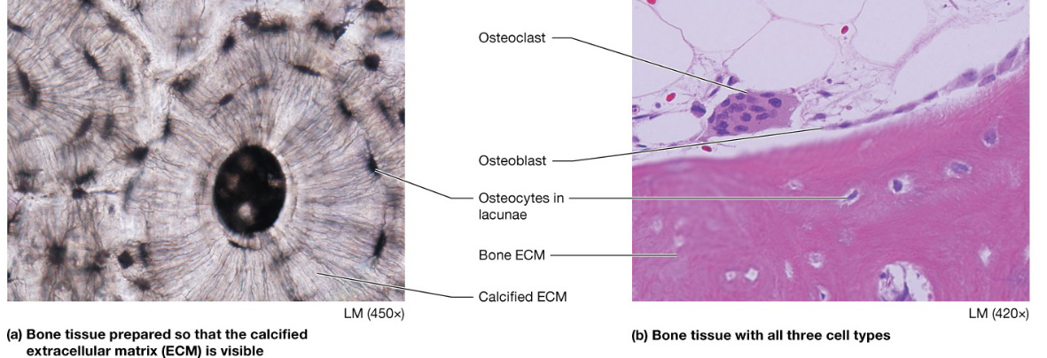 <p>Mature osteoblasts that are surrounded by ECM</p><p>Live in lacunae</p><p>Produce substances for bone maintenance</p>