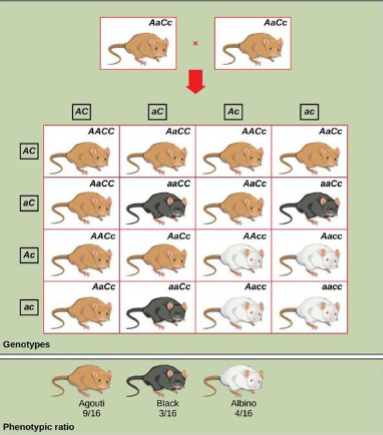 <p>one gene controls the expression of another gene.</p><p>Phenotypic Ratio: 9:3:4</p>