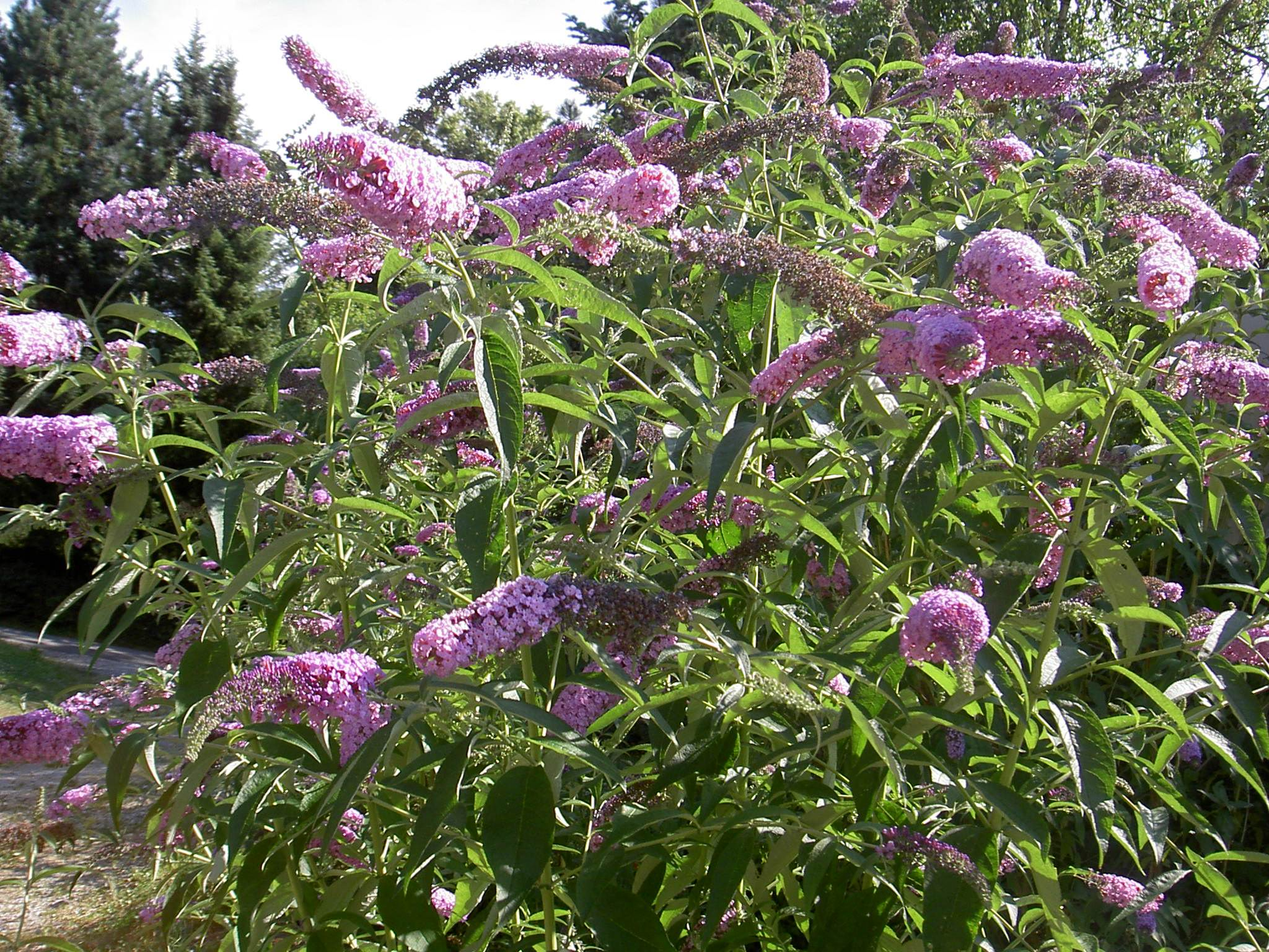 <p>Buddlejaceae</p><p>flowers on terminal spike</p><p>opposite arrangement</p><p>serrated margins - finely toothed</p><p>sub-shrub</p><p>blooms from bottom up </p>